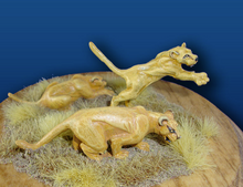Female Lion Set (3)