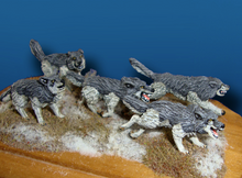 Gray Wolves (5)