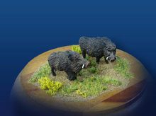 Wild Boars (2)