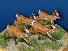 Pronghorn Female Antelope (4)