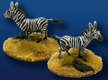 Zebra Herd (8)
