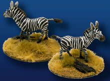 Zebras Walking (2)