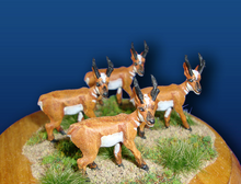 Pronghorn Male Antelope (4)