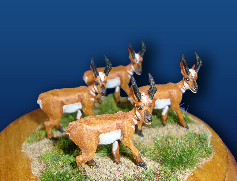 Pronghorn Male Antelope (4)